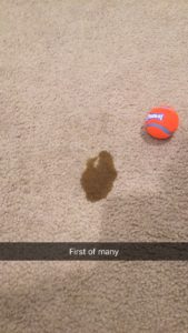 golden retriever potty