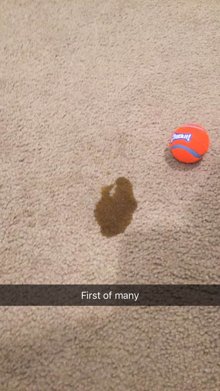 how to potty train your golden retriever