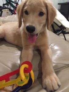 golden retriever puppy chew toy