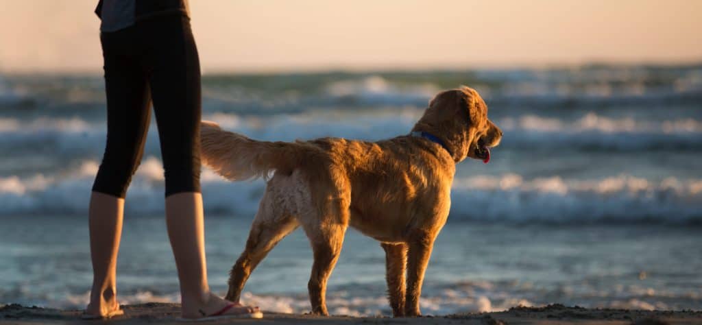 golden retriever adult height