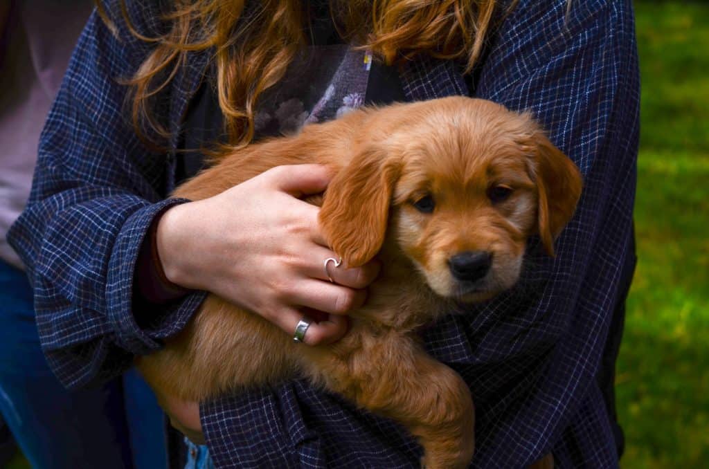 golden retriever puppy goes home at 8-12 weeks