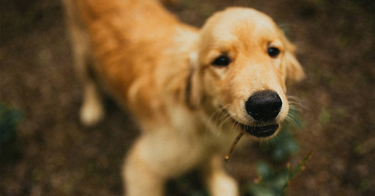 golden retriever puppy training