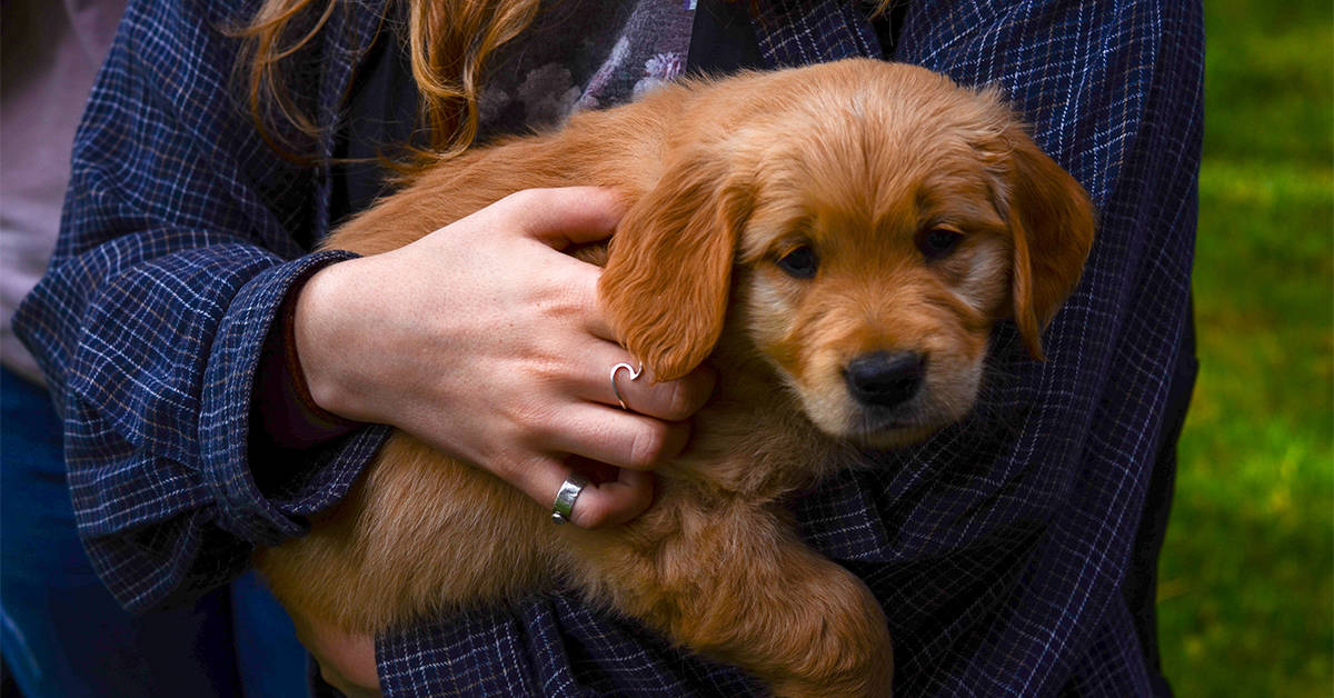 golden retriever puppy socialization