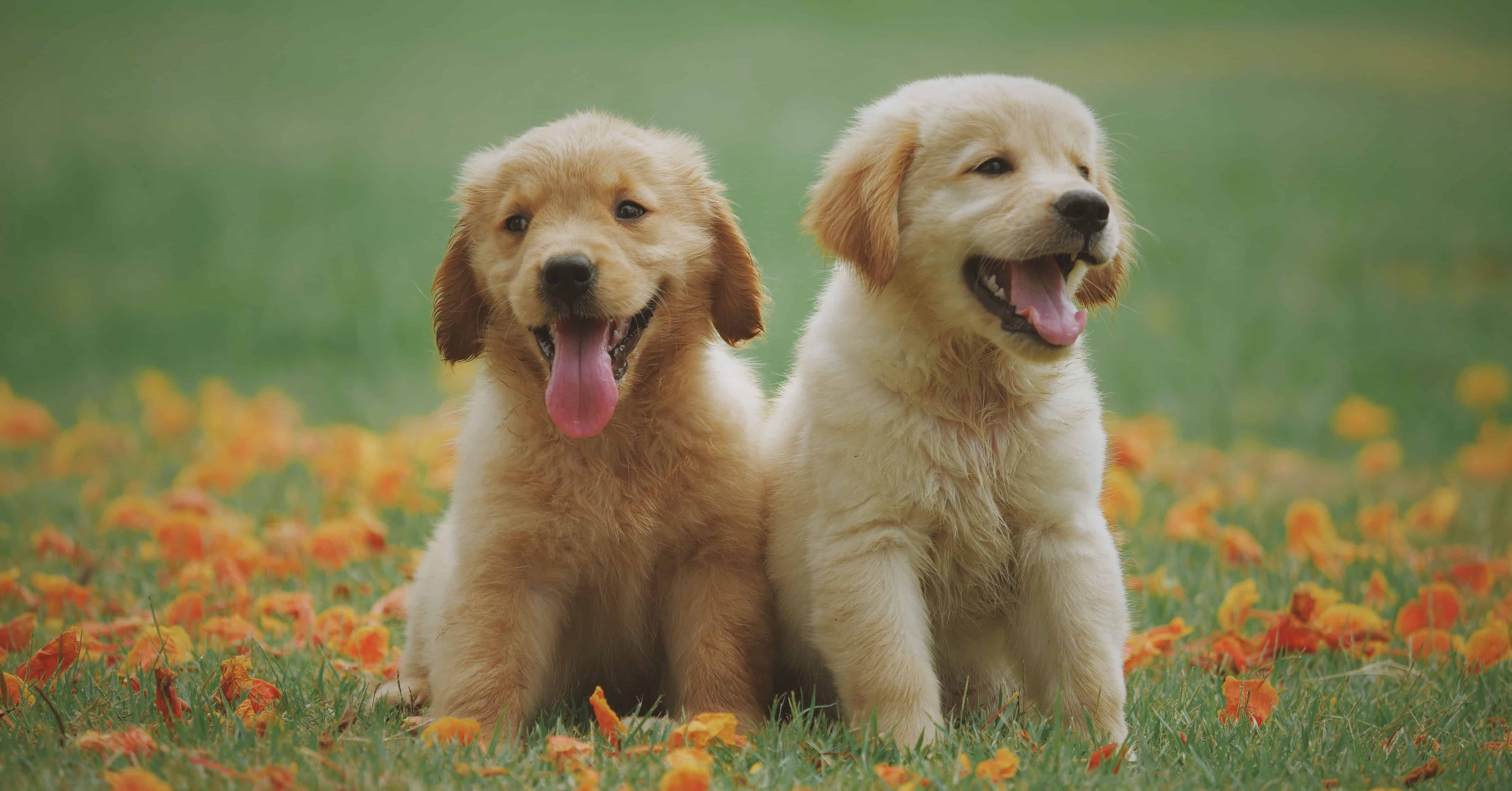 what do you need for a golden retriever puppy