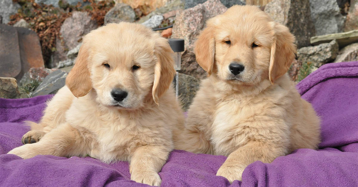 golden retriever puppy training