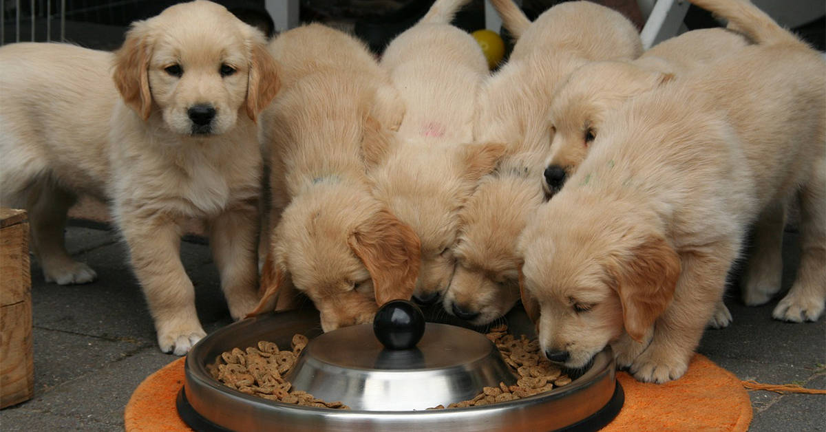 golden retriever puppies eating