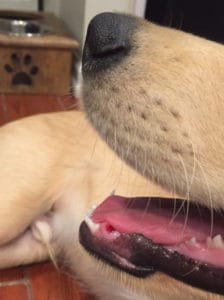 golden retriever puppy teething