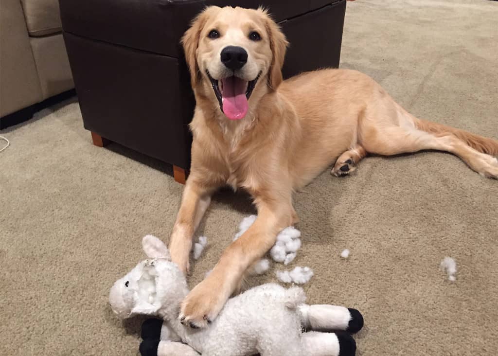 dog with plush toy