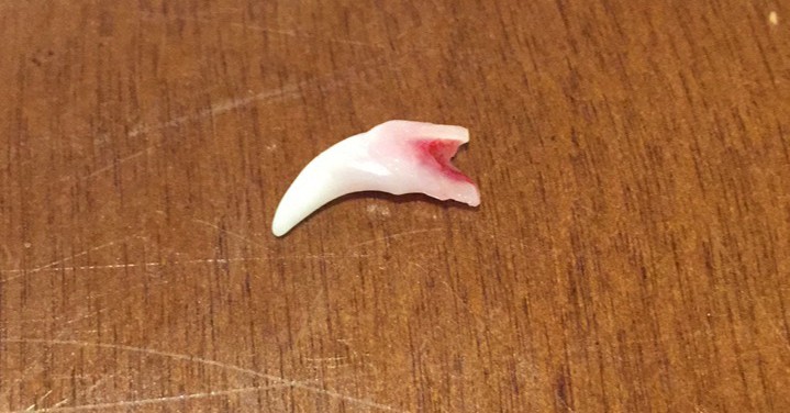 golden retriever puppy teeth