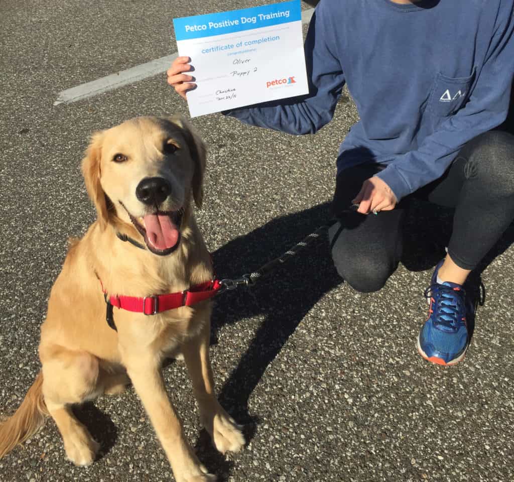golden retriever puppy training class