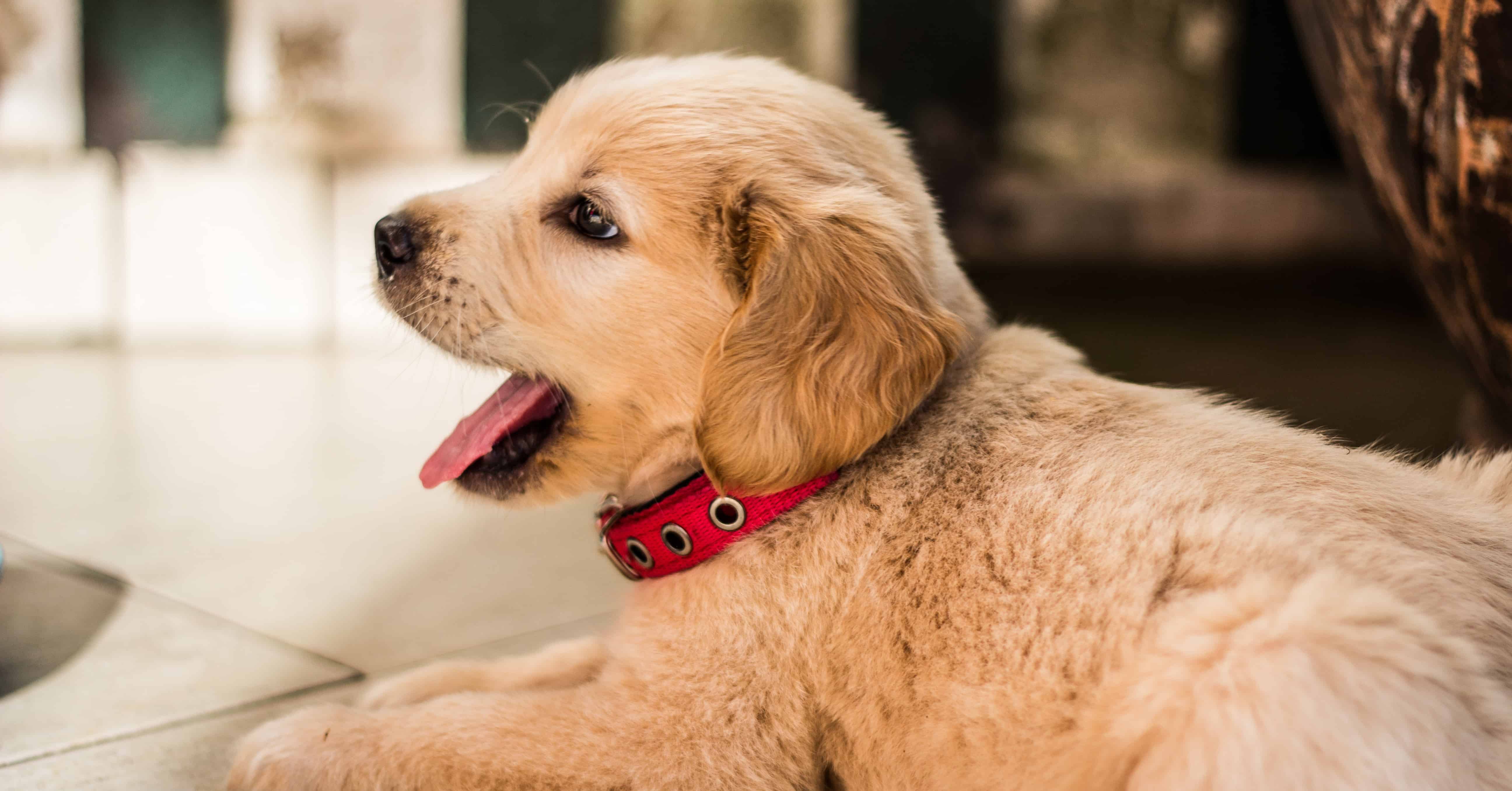 golden retriever puppy