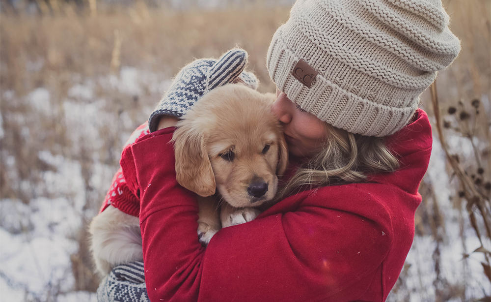 golden retriever puppy bundled up