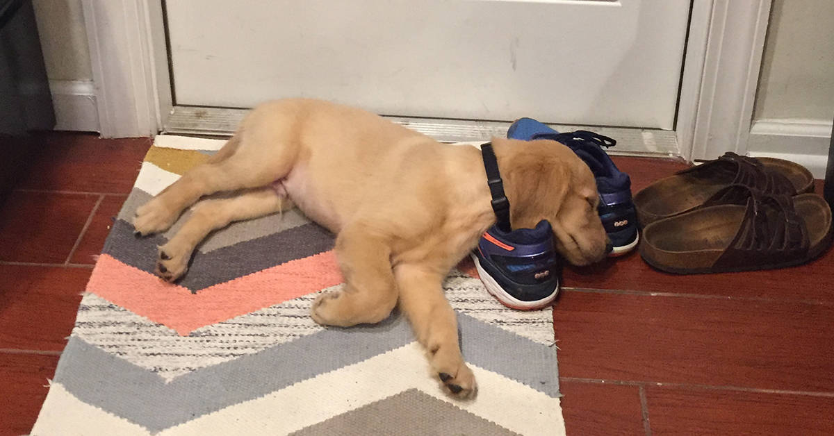 golden retriever puppy sleeping