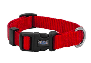 golden retriever puppy collar