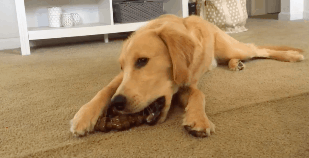 indestructible chew toy