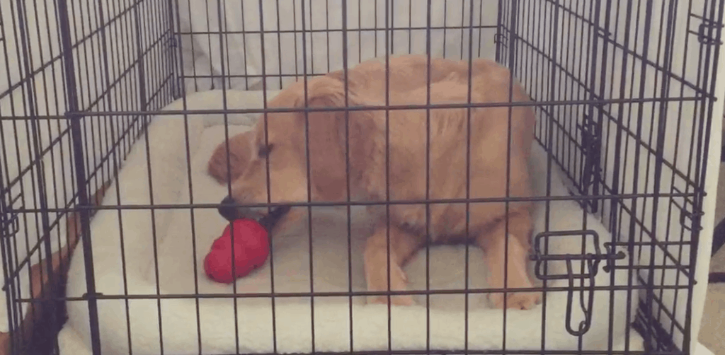 crate training with chew toys