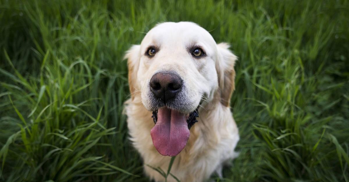 how to train your puppy