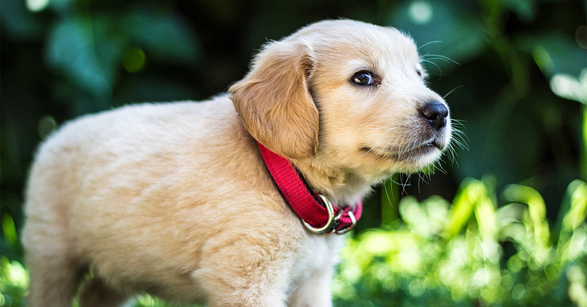 puppy training session