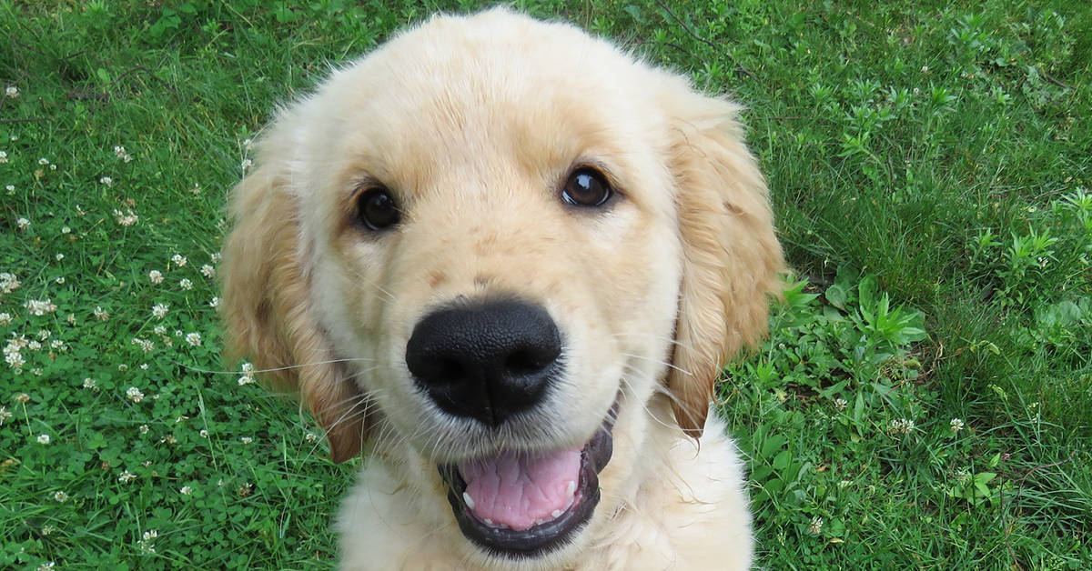 puppy training schedule