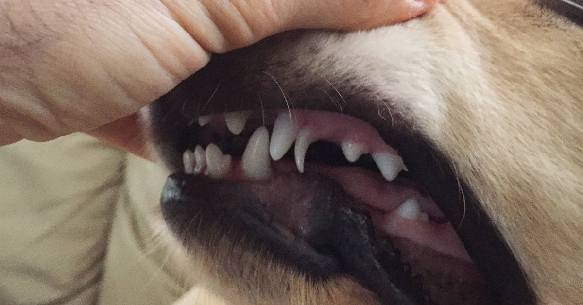 retained puppy teeth