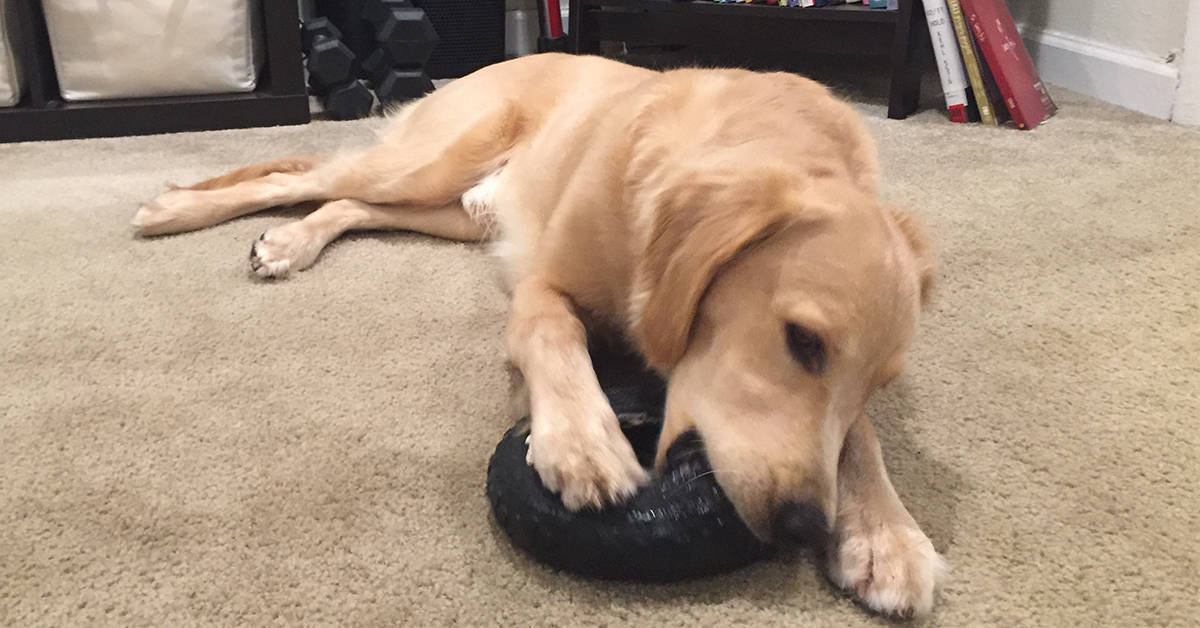 type of dog chew toy