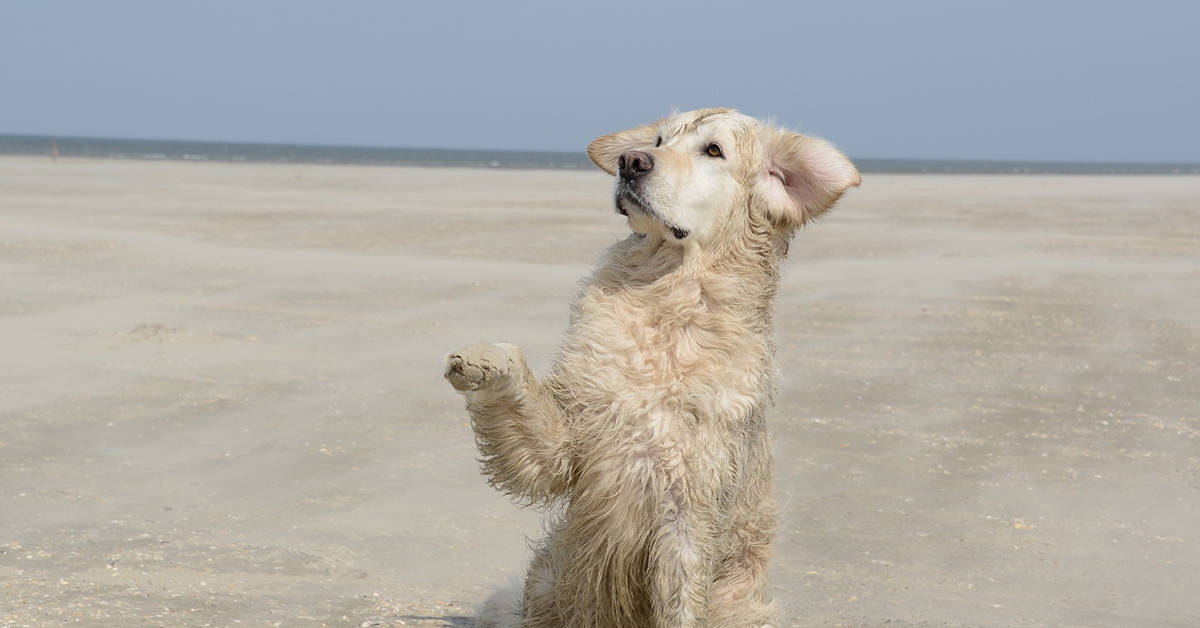 how to train your golden retriever puppy