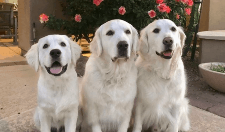 therapy dogs golden retriever