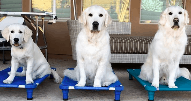 golden retriever dog training for therapy dogs