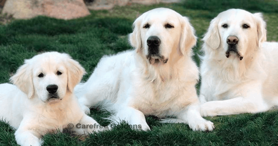 golden retriever therapy dogs