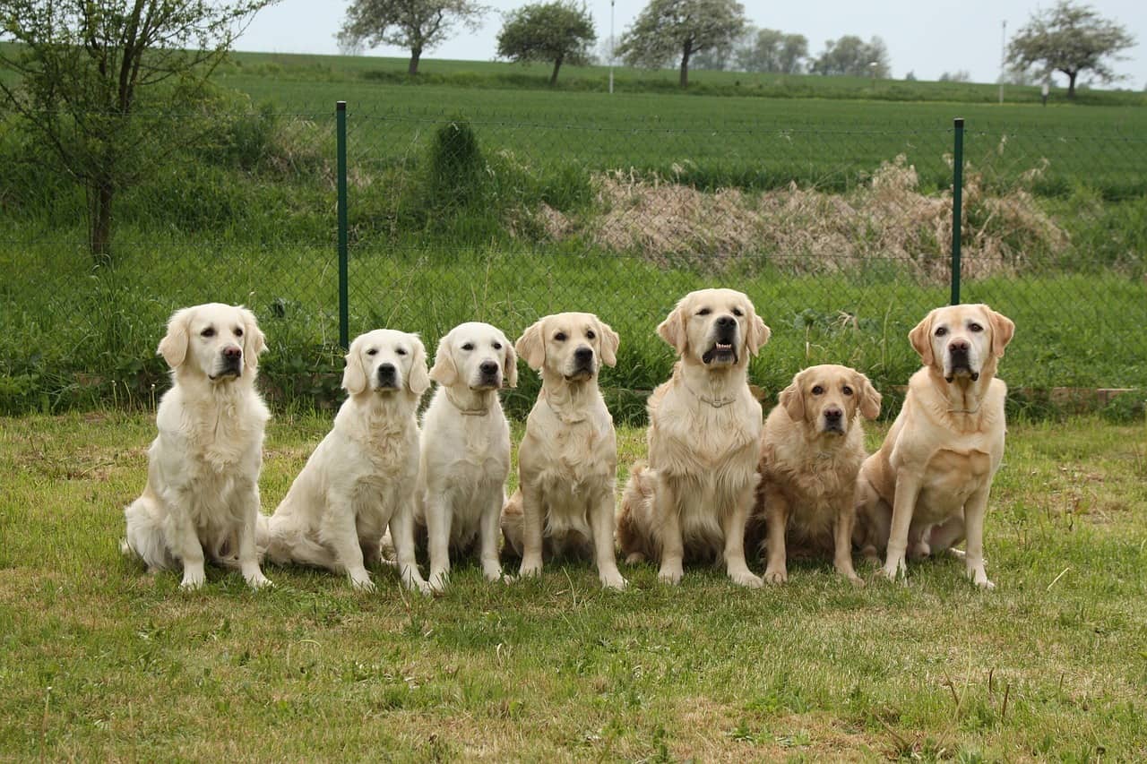 golden retriever dog park