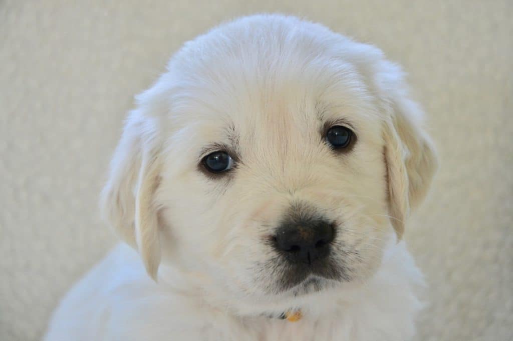 how to get your puppy to stop crying