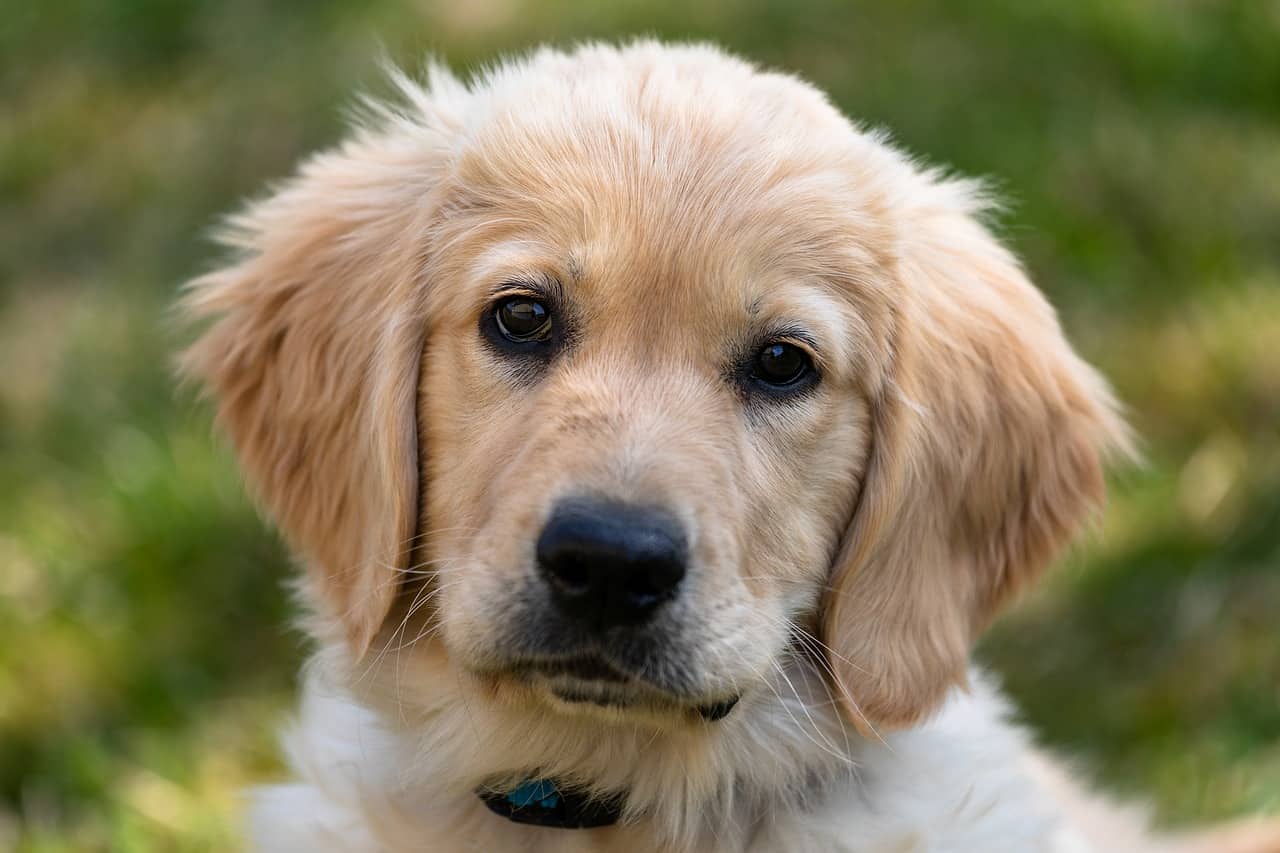 male golden retriever names