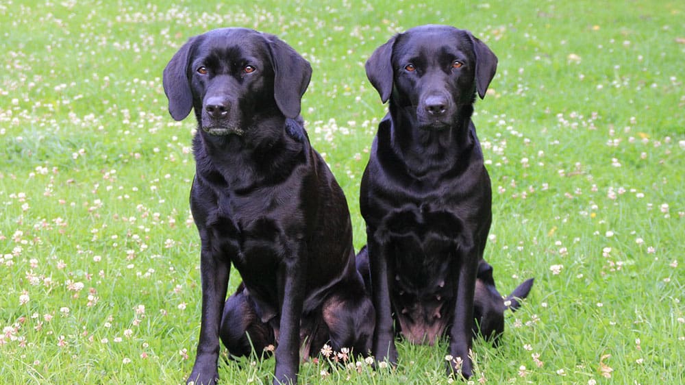 golden retriever vs labrador easy to train