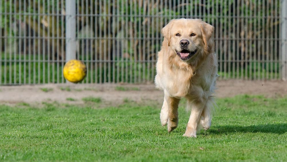 golden retriever vs lab energy levels