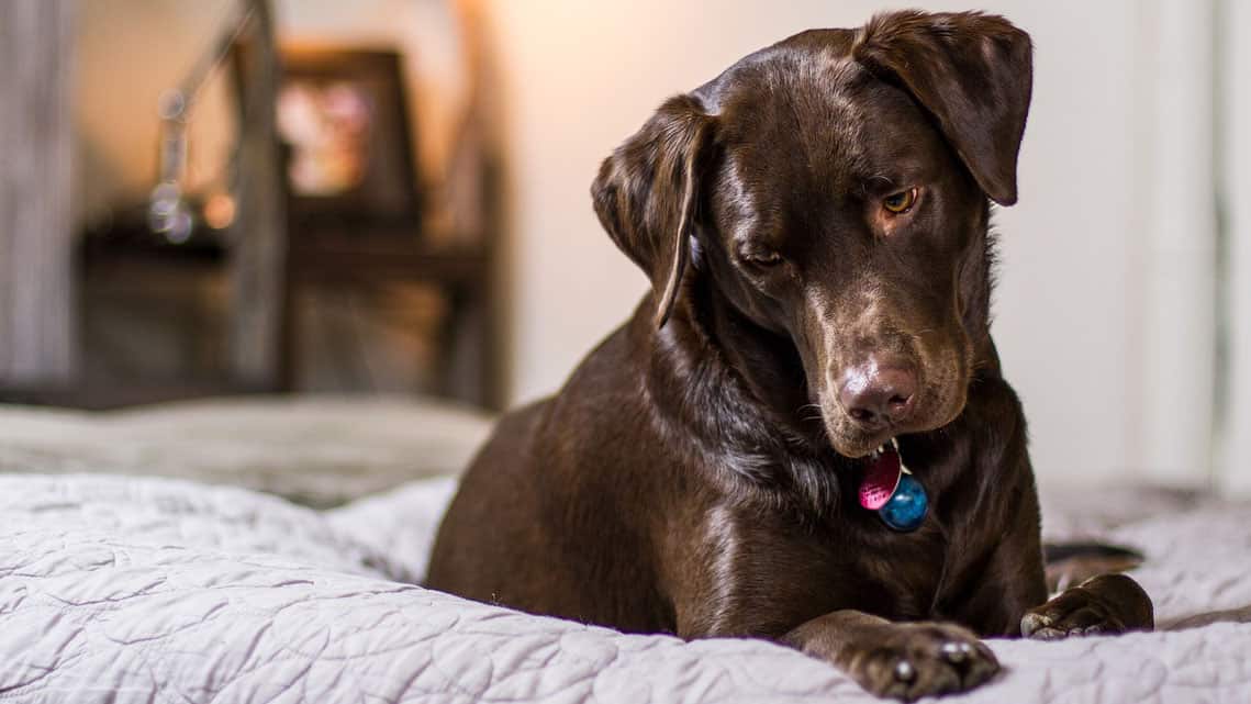golden retriever vs lab grooming