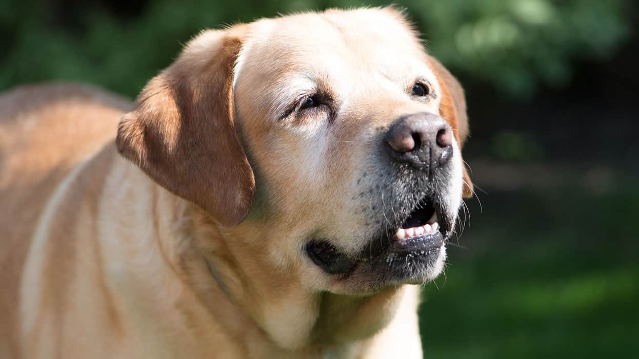 golden retriever vs labrador health problems