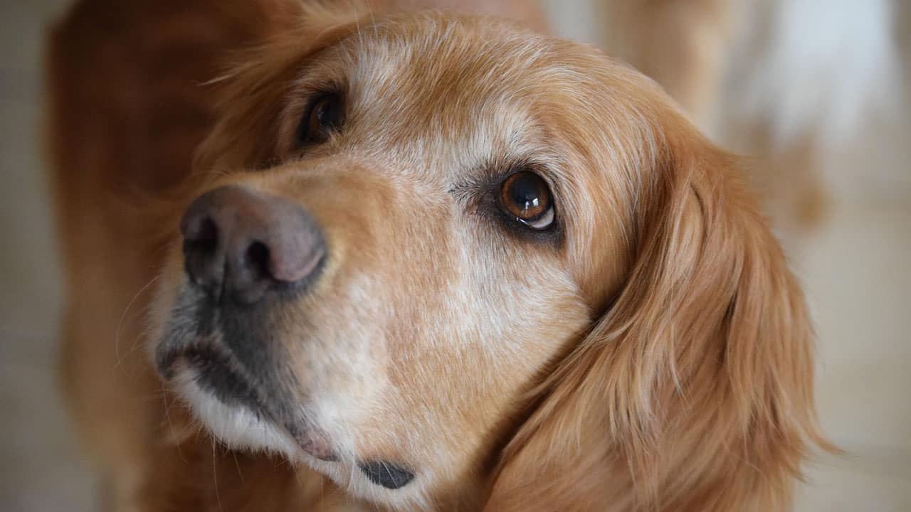 golden retriever vs lab life expectancy