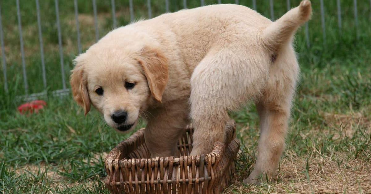 golden retriever names