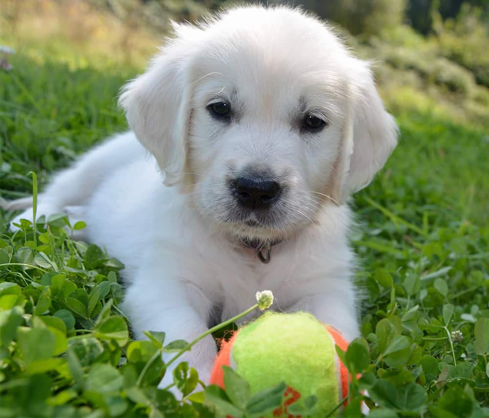 puppy ball chew toy