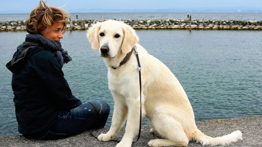 golden retriever vs labrador size