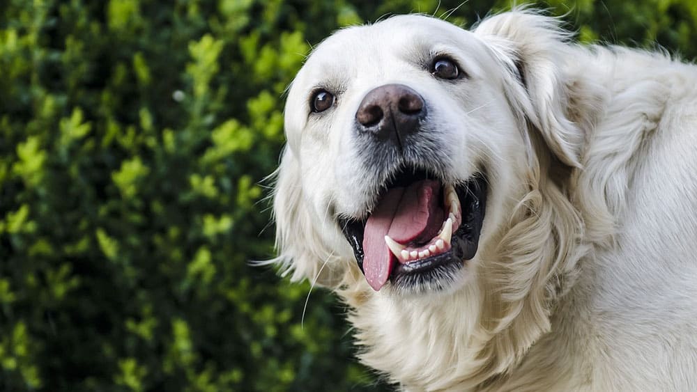 golden retriever vs lab temperament