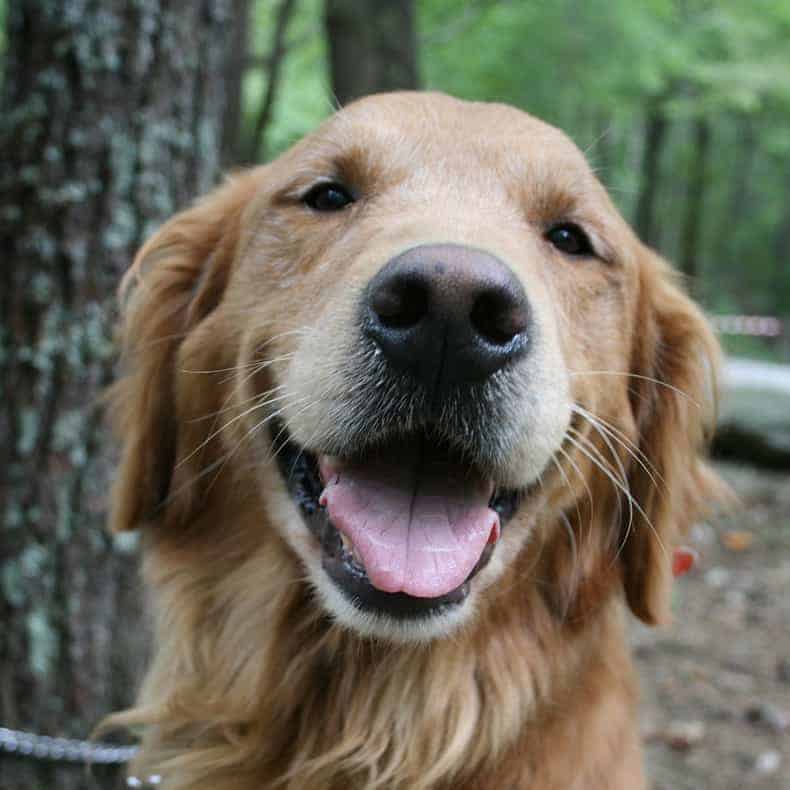 golden retriever vs lab behavior problems