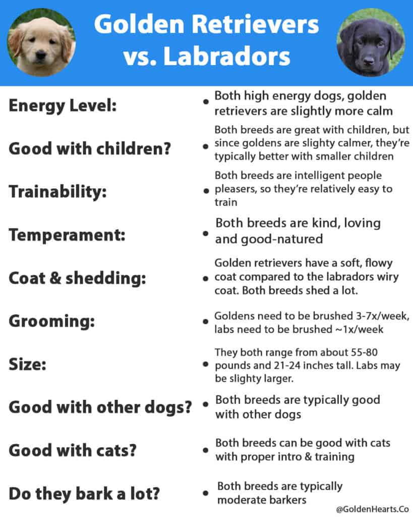 golden retriever vs labrador
