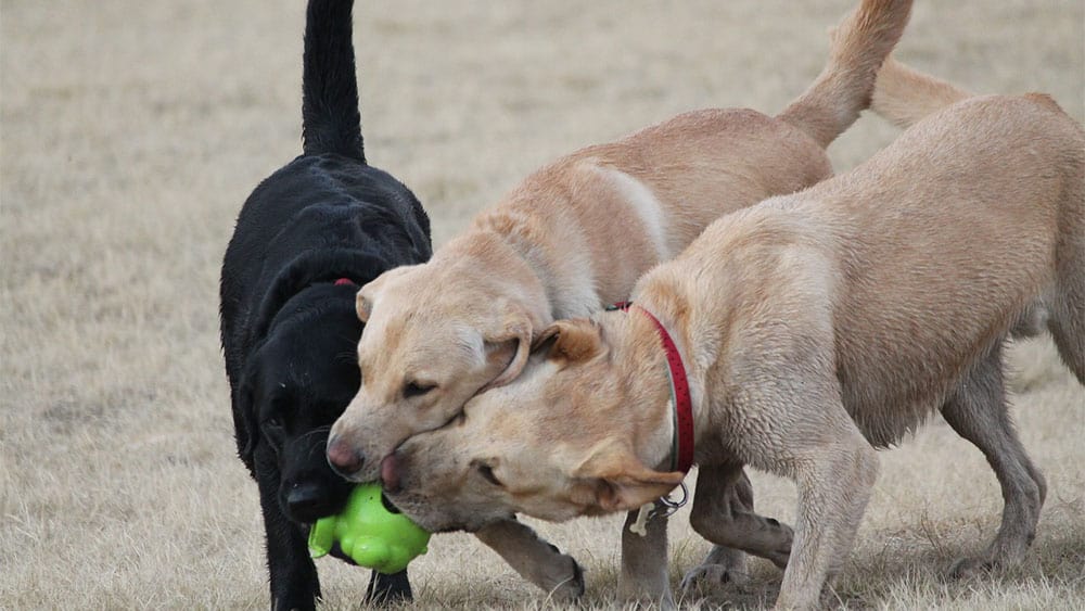 are golden retrievers good with other dogs