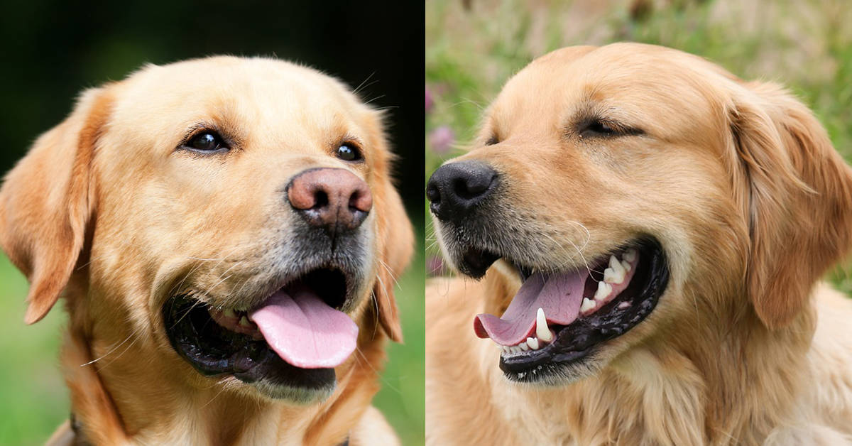 golden retriever vs labrador