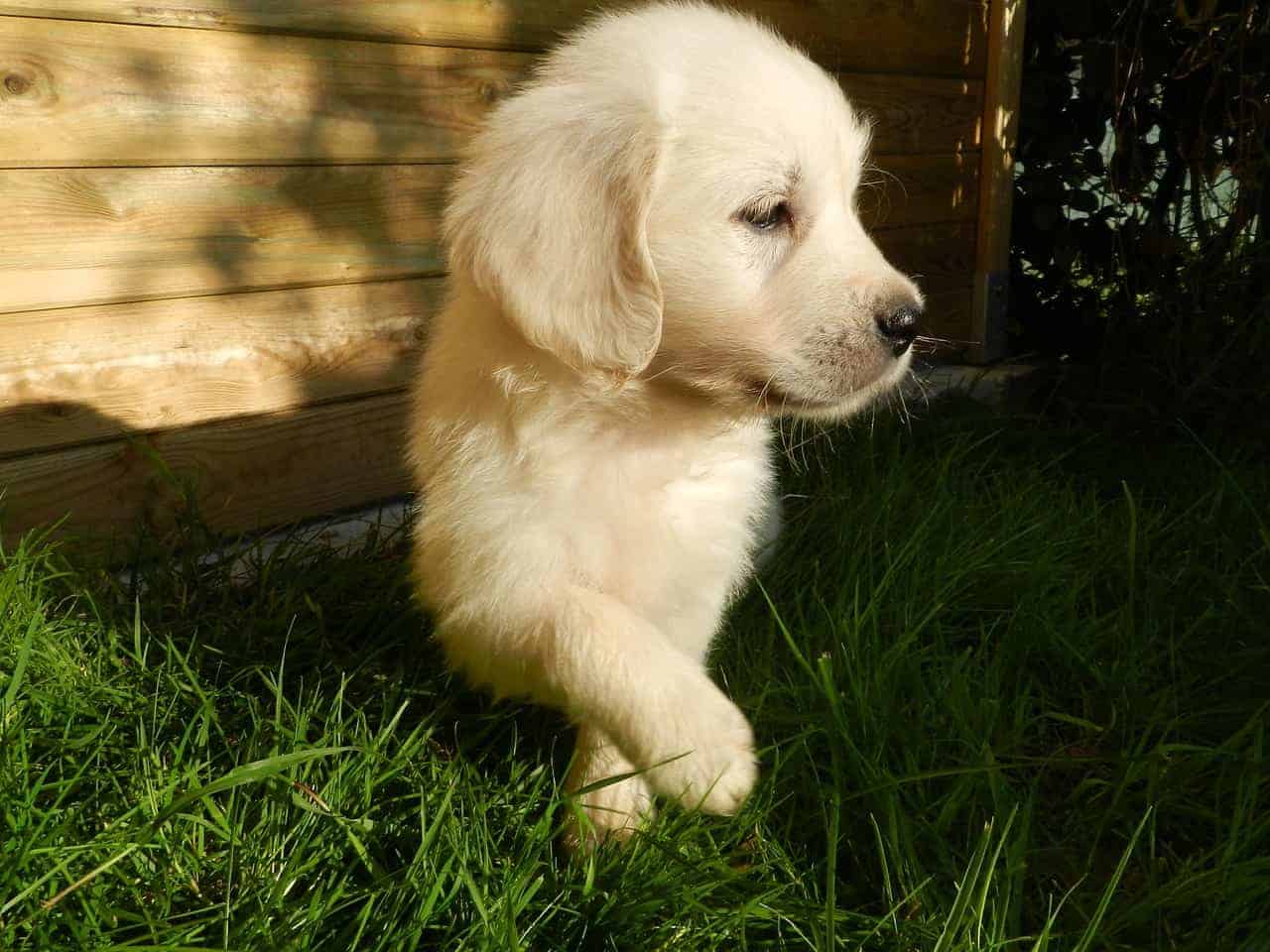 best golden retriever dog names