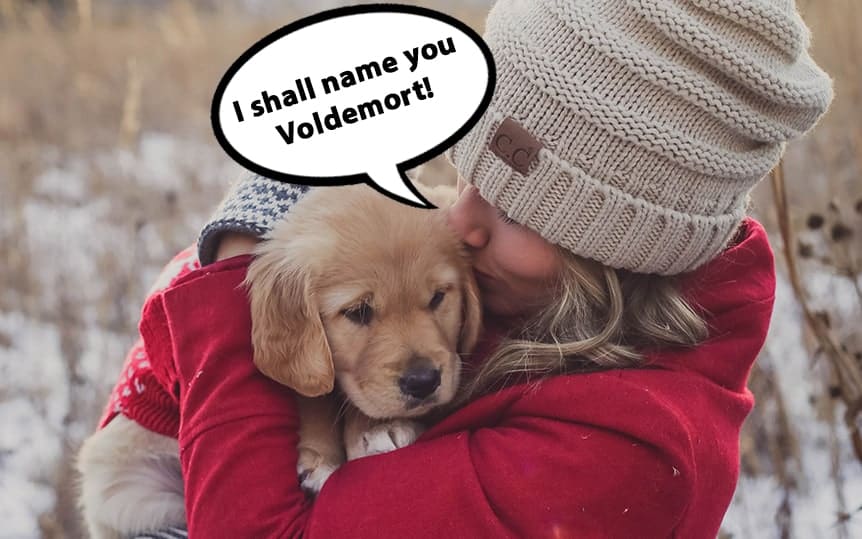 golden retriever puppy names