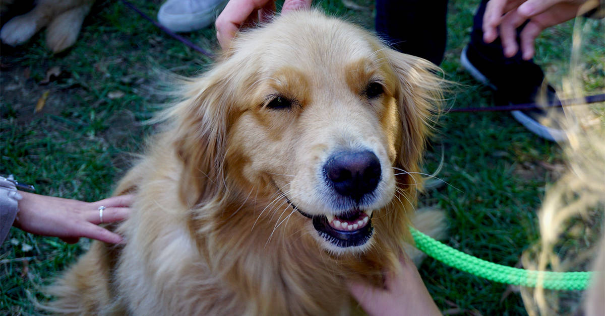 golden retriever rescue