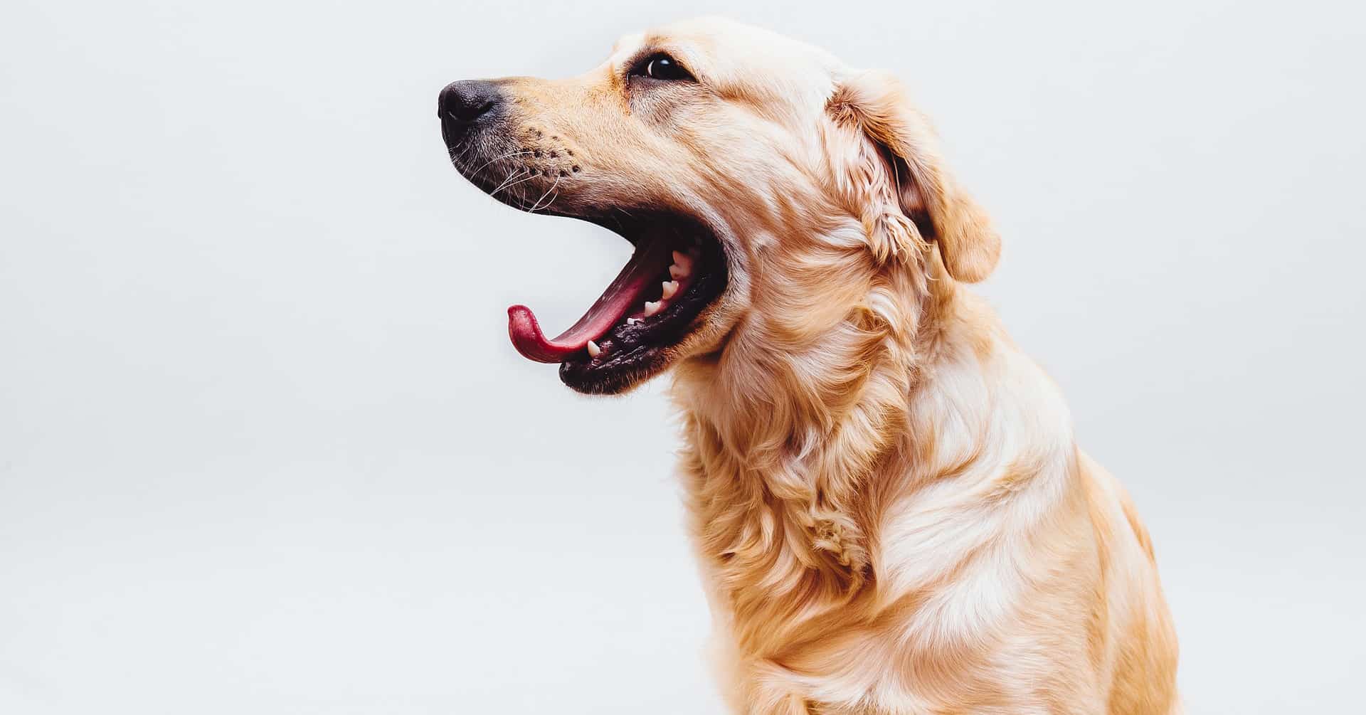 best dog training books