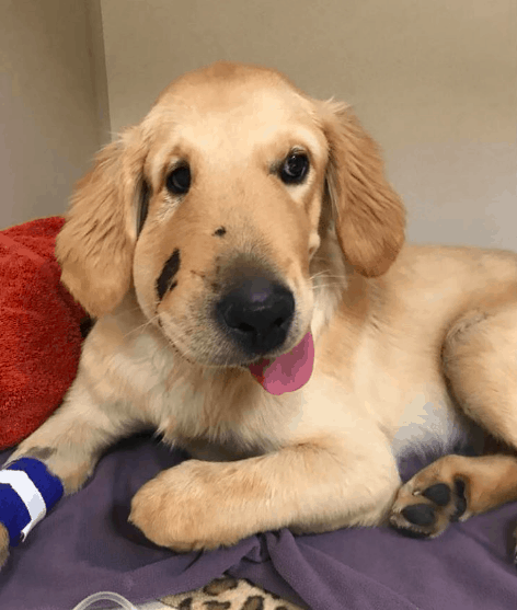golden retriever saves mom from rattlesnake